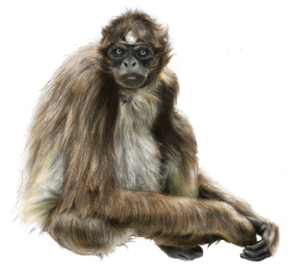 Brown Spider Monkey (<em>Ateles hybridus</em>), coquille with digital color