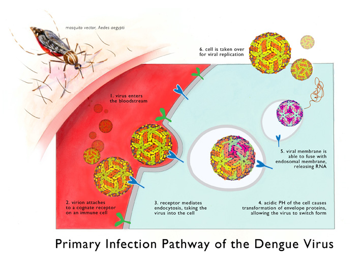 Dengue Virus infographic (in collaboration with <em>Science Notes</em>), digital and watercolor