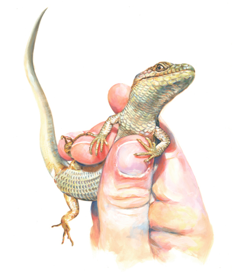 Southern Alligator Lizard (<em>Elgaria multicarinata</em>), acrylic, 29