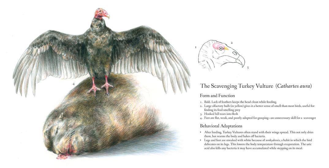 <em>A Scavenger's Adaptations</em>, colored pencil