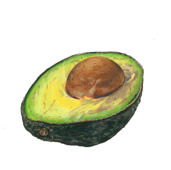 Avocado (<em>Persea americana</em>), gouache