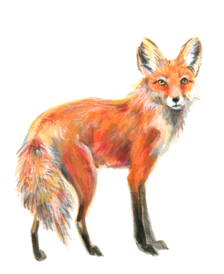 Red Fox (<em>Vulpes vulpes</em>), gouache