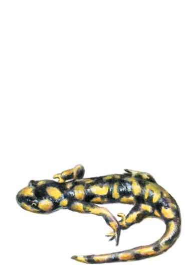 Tiger Salamander (<em>Ambystoma tigrinum</em>), gouache