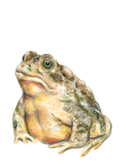 Great Plains Toad (<em>Bufo cognatus</em>), gouache